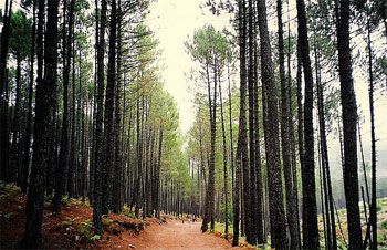 Bosque en Córcega
