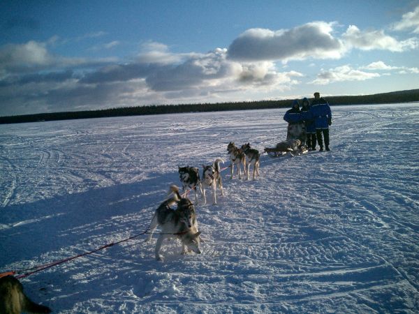 Trineo de perros en Kiruna