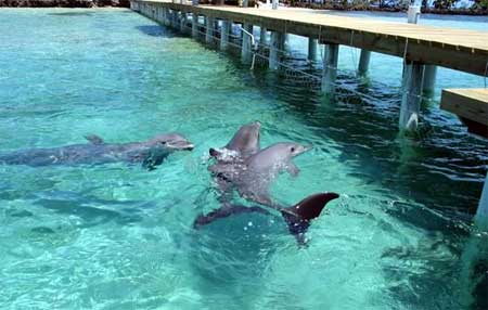 Delfines en Roatan