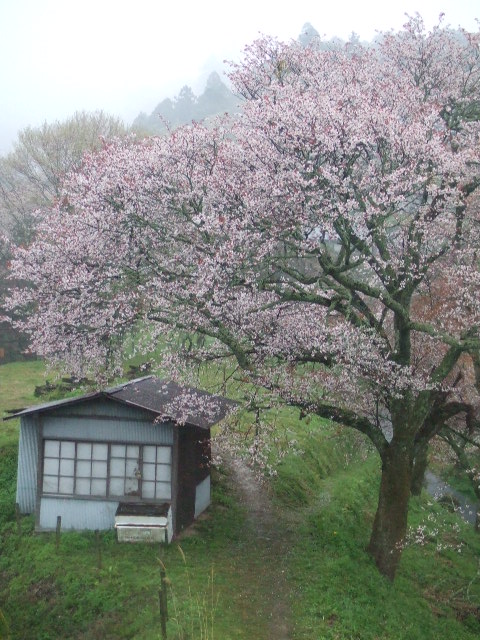 Cerezo florecido en el monte Yoshino de Japón