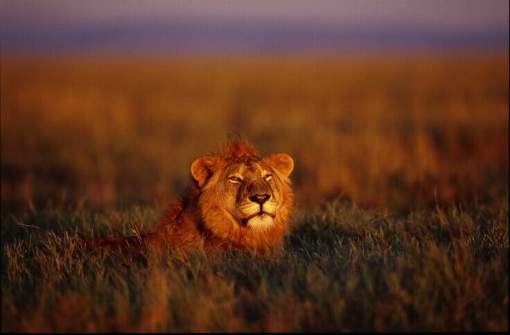 Un león en el Serengeti