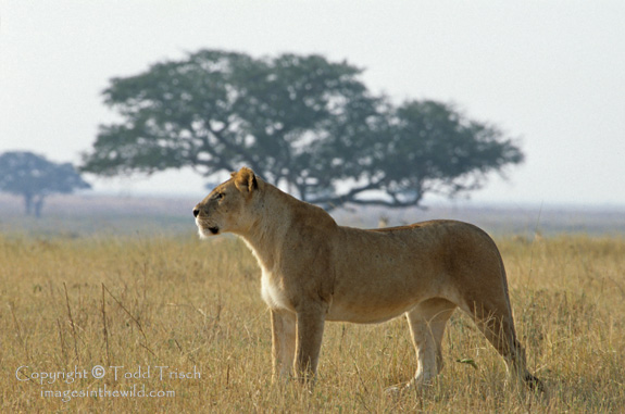 Tigre en el Serengeti