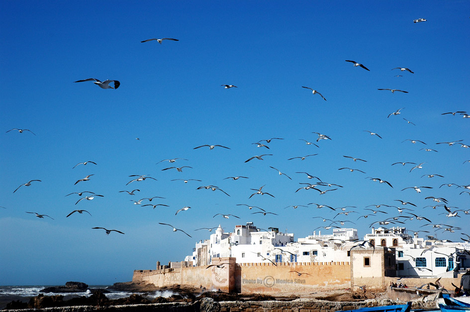 Fortaleza de Essaouira con gaviotas