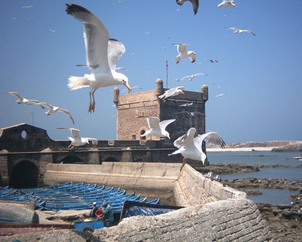 Puerto de los pescadores de Essaouira con gaviotas