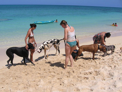 Perros y dueños en la playa de Ayia Napa @ Andie712b