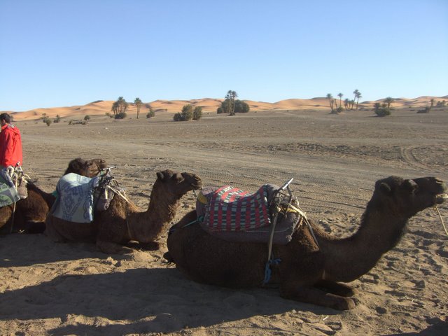 Camellos de la caravana