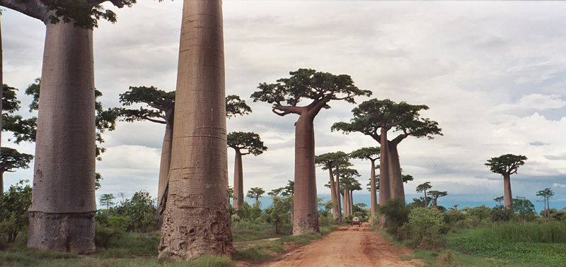 Avenida de los baobabs en Madagascar