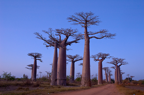 Baobabs de Madagascar @ Flickr