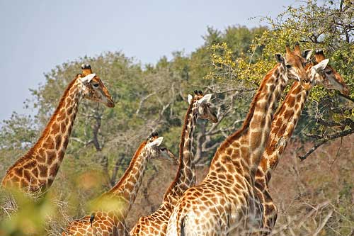 Jirafas en el Parque Kruger @Rob Inh00d