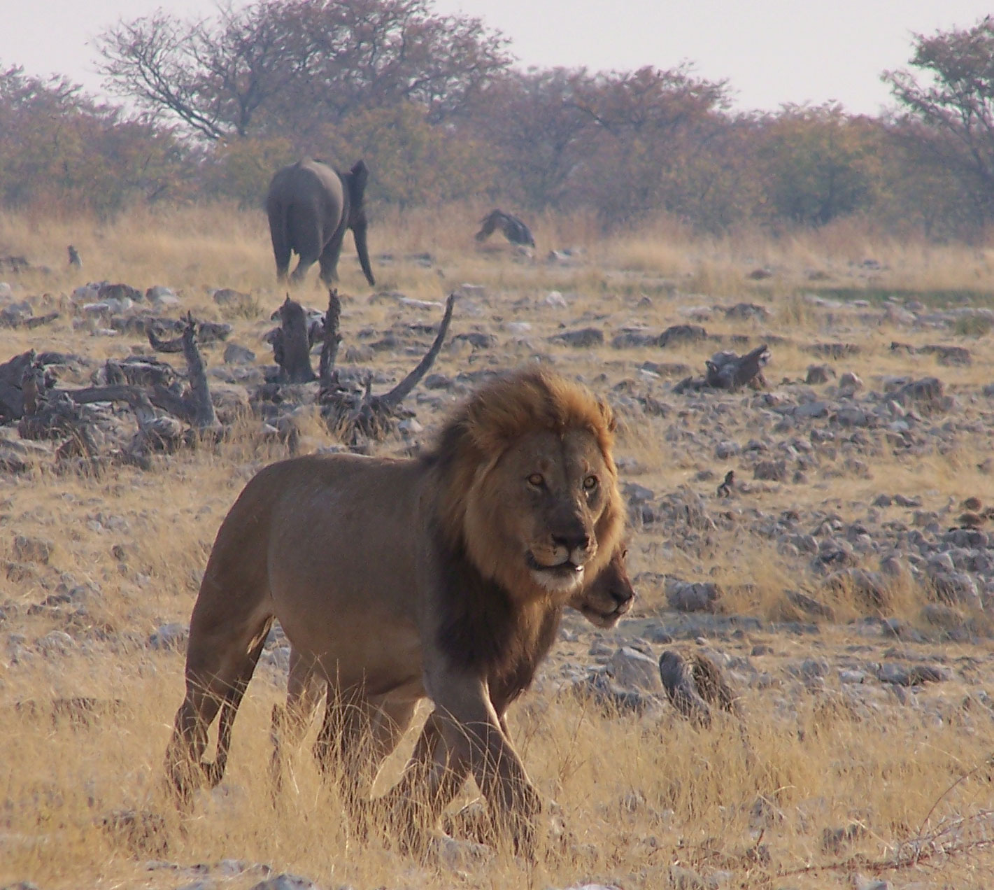 Safari en Etosha