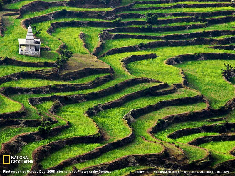 Terrazas de arroz de Ranikhet, Uttranchal, India