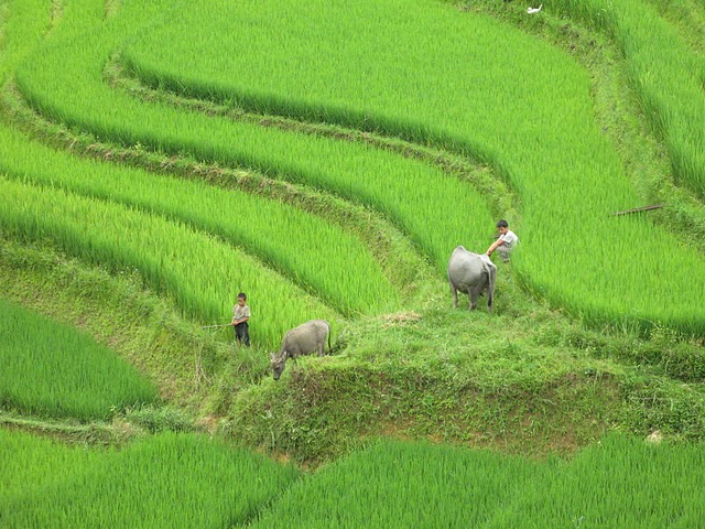 Trabajando en los arrozalos con búfalos en Sapa