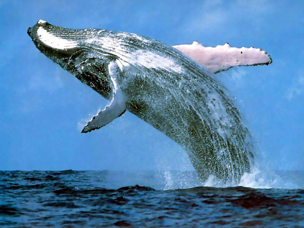 Ballena saltando cerca de la costa de las ballenas en Sudáfrica