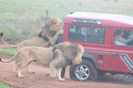 Los leones y las ruedas del jeep en Namibia