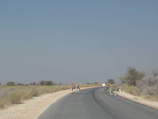 Zebras cruzando la carretera de Etosha Park