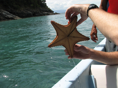 Estrella en el Mar Caribe de Honduras