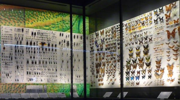 Mariposas disecadas en el Museo de Historia Natural de Toulouse