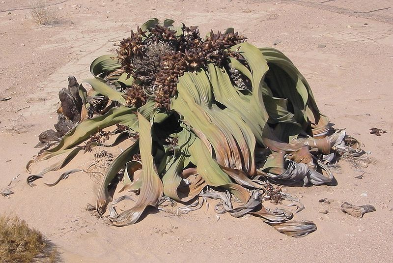 Welwitschia Mirabilis en el desierto de Namibia