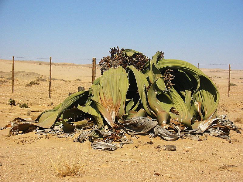 La Welwitschia mirabilis más alta del mundo