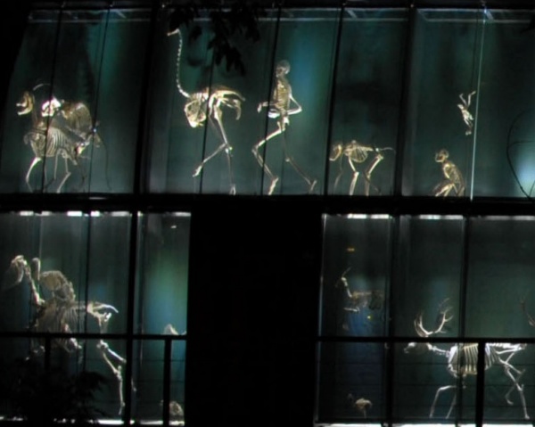 Muro de los Esqueletos desde el Jardín Botánico, de noche.
