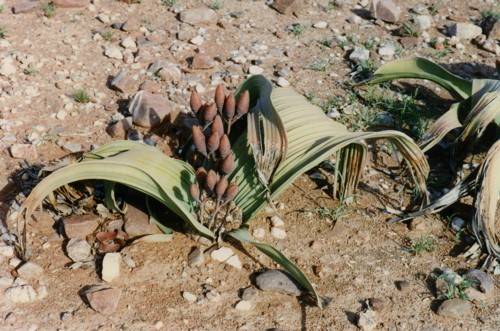 Welwitschia mirabilis hembra