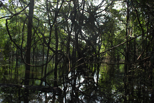 Selva enredada en los manglares