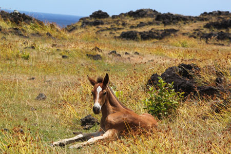 Los caballos viven en semi libertad en la isla
