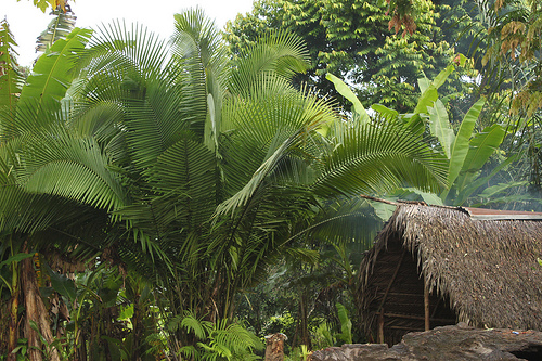 Casa tradicionales en el Amazonas colombiano