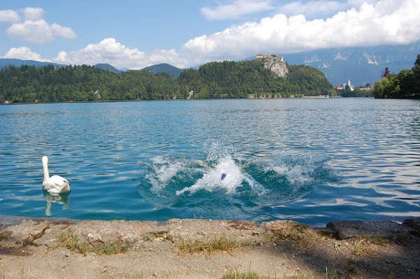 Un baño en el Lago Bled (2)