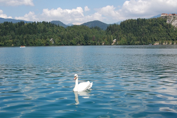Un baño en el Lago Bled (3)