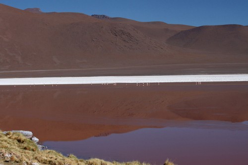 Laguna Colorada (Altiplano Bolivia)