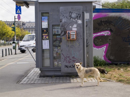 Perro callejero en Bucarest