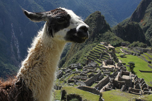 Actuales habitantes de Machu Picchu @3viajes