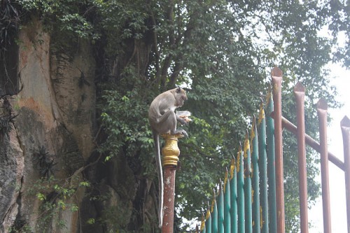 Mono comiendo en las Batu Caves