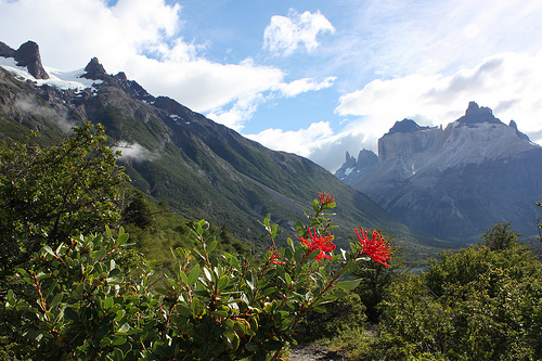 Flora patagónica durante el camino @3viajes