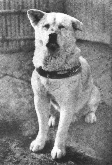 Hachiko era un perro de la raza akita