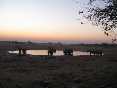 Elefantes en el waterhole de Okuakuejo de Etosha Park