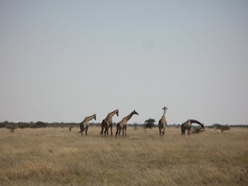 Manada de jirafas en Etosha Park