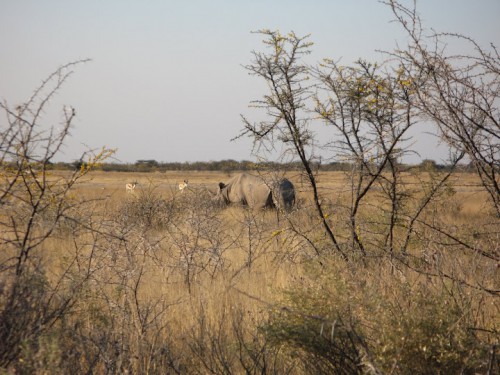 Rinoceronte en Etosha Park
