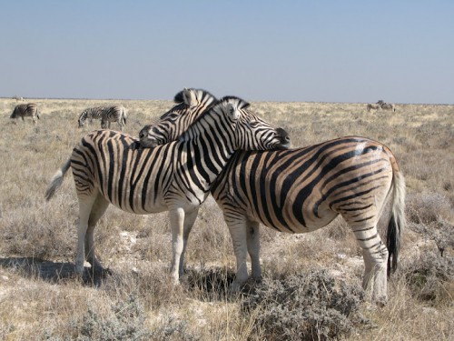 Zebras de Etosha Park