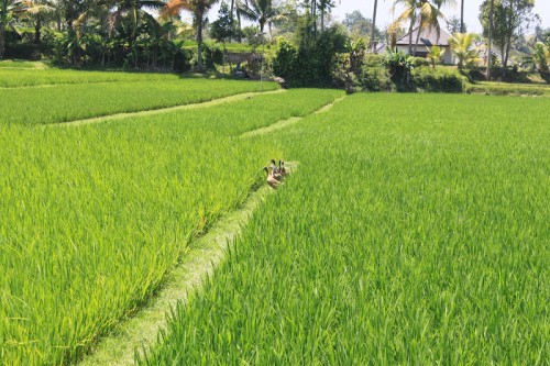 Campos de arroz en Ubud