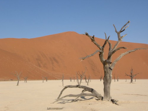 Árboles del DeadVlei de Sossusvlei en Namibia
