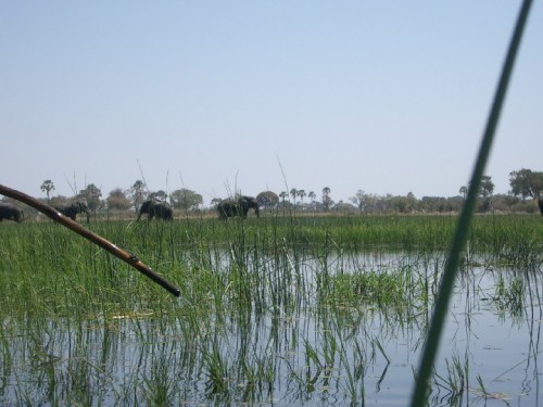 El delta del Okavango con elefantes en Botswana (@ Wikipedia)