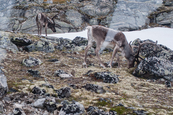 Tuvimos la suerte de ver renos, pero sólo hay unos pocos días en que esto es posible en Geiranger