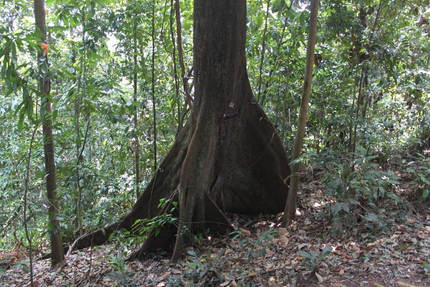 Bosque protegido de la KL Tower de Kuala Lumpur