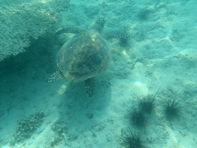 Nadando con tortugas en Tioman island