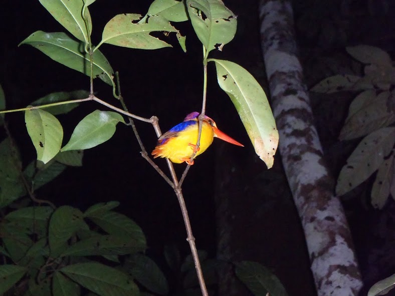 Pájaro en el trecking nocturno en Kinabatangan