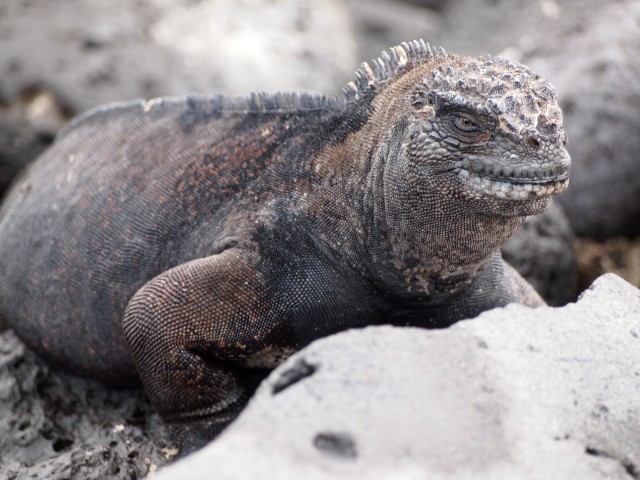 Iguanas de Galápagos
