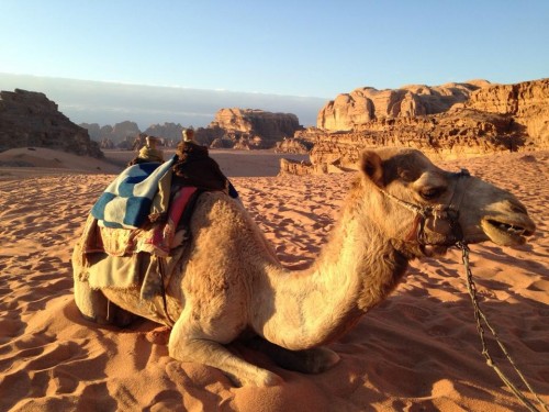 Camello en el desierto de Wadi Rum @3viajes