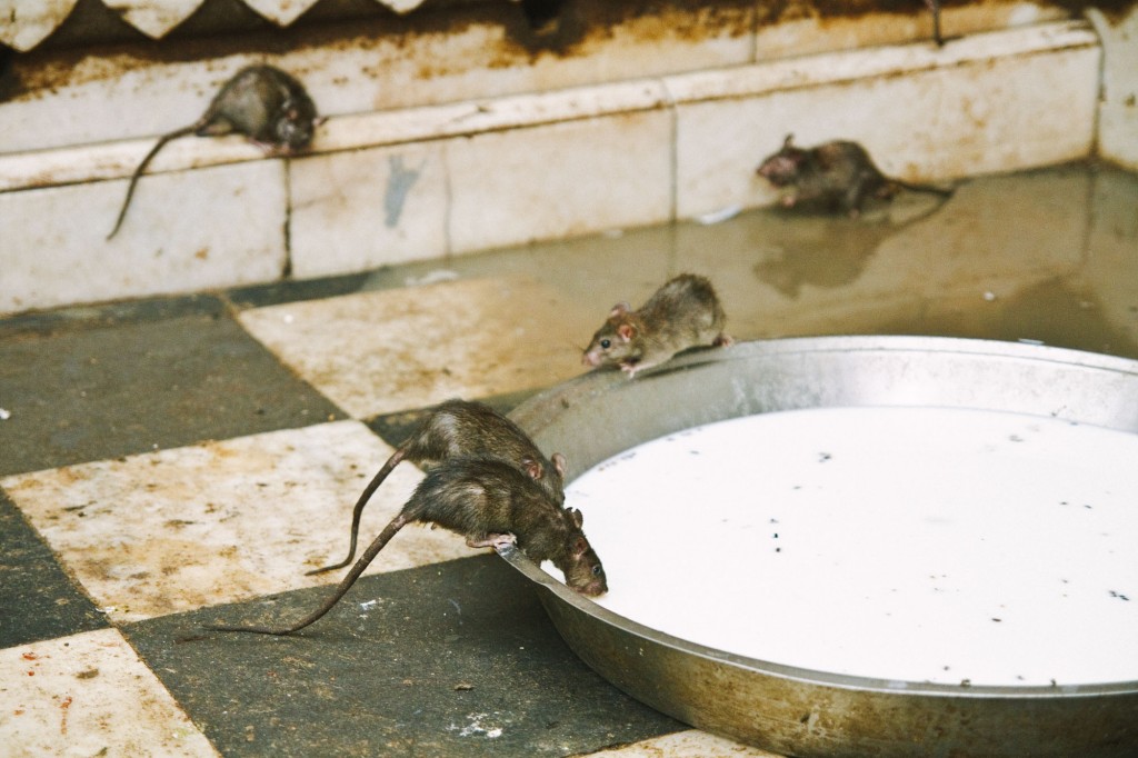 Ratas comiendo, sin rastro de la de color blanco